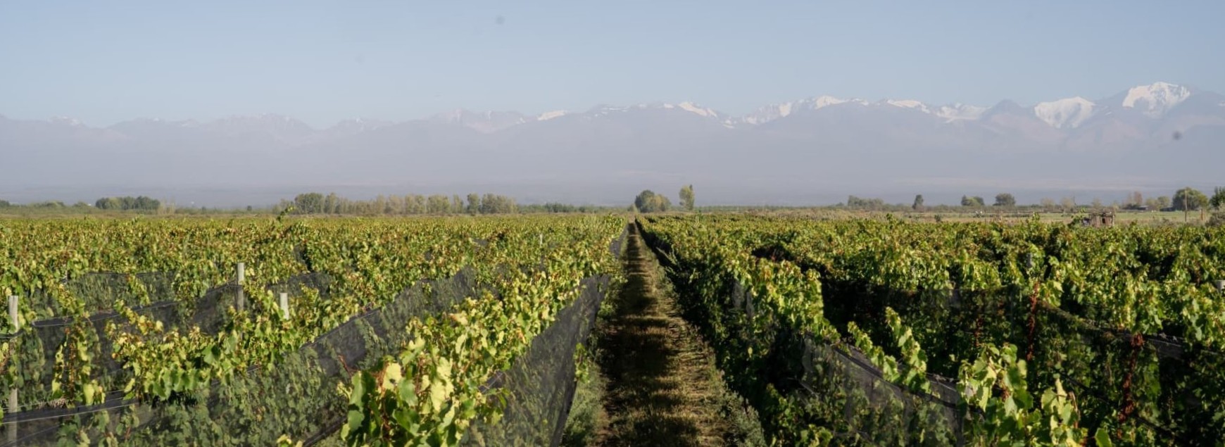 vinedos2